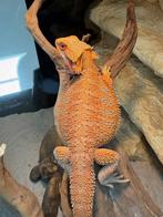 baardagaam red monster mix oranje hypo( vrouwtje), Dieren en Toebehoren, Reptielen en Amfibieën