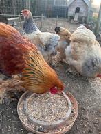 broedeieren Brahma, Meerdere dieren, Kip