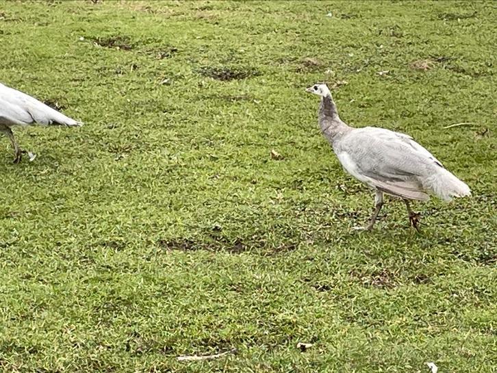 Pauwen opaal (2-0) en blauw/split vr opal/opal (silver)pied, Dieren en Toebehoren, Pluimvee, Overige soorten, Meerdere dieren