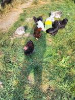 Kippen meerdere soorten, Dieren en Toebehoren, Pluimvee, Meerdere dieren, Kip