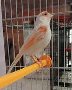 Kleurkanaries, Dieren en Toebehoren, Vogels | Kanaries, Meerdere dieren, Kleurkanarie