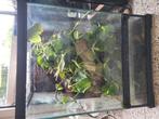 Boomkikker terrarium 454560, Dieren en Toebehoren, Ophalen