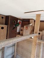 rosella (opaline), Dieren en Toebehoren, Meerdere dieren, Parkiet