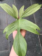 Philodendron Florida Beauty mint (full moon), Huis en Inrichting, Ophalen of Verzenden