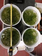 Grote portie guppygras : heel geschikt voor garnalenaquaria, Dieren en Toebehoren, Vissen | Aquariumvissen, Overige typen, Zoetwatervis