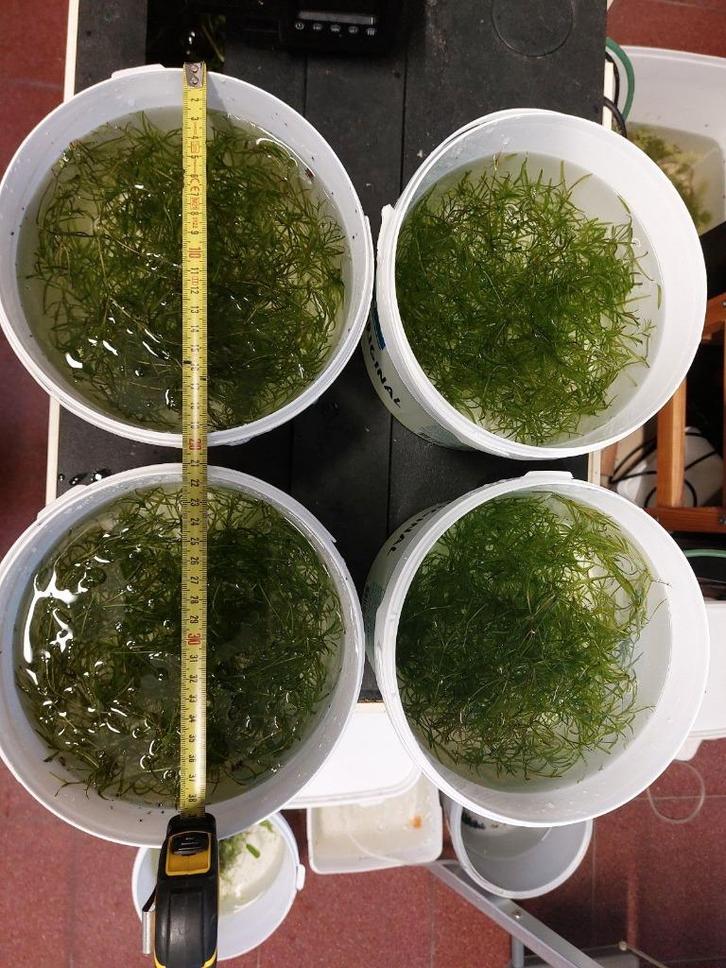 Grote portie guppygras : heel geschikt voor garnalenaquaria, Dieren en Toebehoren, Vissen | Aquariumvissen, Zoetwatervis, Overige typen