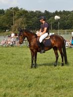 D-pony 148cm, Dieren en Toebehoren, Pony's