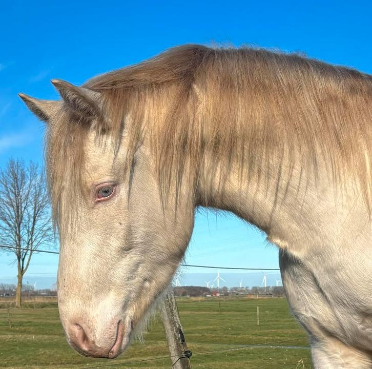 Uniek Cremello eyecatcher zoekt zijn foreverhome !, Dieren en Toebehoren, Pony's, Ruin, Onbeleerd, E pony (1.48m - 1.57m), Recreatiepony