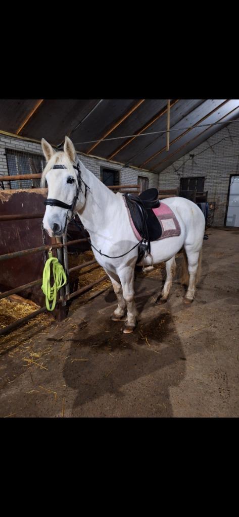 Tinker, Dieren en Toebehoren, Paarden, Merrie, Zadelmak, Minder dan 160 cm, 11 jaar of ouder, Recreatiepaard, Met stamboom, Ontwormd