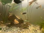 Platys, Dieren en Toebehoren, Vis, Zoetwatervis, Schoolvis