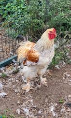 Brahma groothoender Haan, Dieren en Toebehoren, Pluimvee