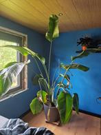 Paradijsvogel plant, Huis en Inrichting, Kamerplanten, Overige soorten, Halfschaduw, 200 cm of meer, Ophalen
