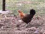 Chaamse hoenders goudpel, Dieren en Toebehoren, Pluimvee