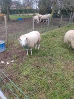 Ram, Mannelijk, Schaap, 0 tot 2 jaar