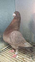 Meerdere jennense kroppers te koop en ander rassen, Dieren en Toebehoren, Vogels | Duiven, Meerdere dieren, Kropper