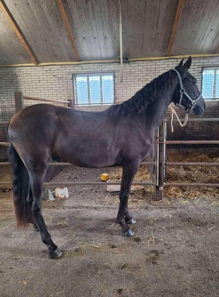 Mooie lustiano ruin, Dieren en Toebehoren, Paarden, Ruin, 0 tot 2 jaar, Gechipt, Ontwormd, Ingeënt