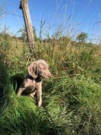 Weimaraner puppies, België, Fokker | Hobbymatig, 8 tot 15 weken, Meerdere