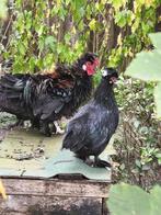 Sierhaan krulveer (zijdehoender), Dieren en Toebehoren, Pluimvee, Kip