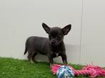 Chihuahua pups, België, 8 tot 15 weken, CDV (hondenziekte), Meerdere