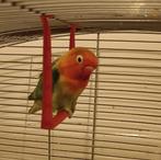Parkiet, parakeet, lovebird, Dieren en Toebehoren, Vogels | Parkieten en Papegaaien, Mannelijk, Parkiet, Geringd