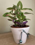 Plantes : COLEUS et TRADESCANTIA nanouk, Ophalen, Overige soorten, Halfschaduw, In pot