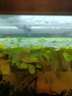 Drijfplanten aquarium, Dieren en Toebehoren, Vissen | Aquariumvissen