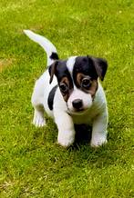 Jack Russel  pups, Animaux & Accessoires, Chiens | Jack Russell & Terriers, Maladie de Carré (chiens), Plusieurs, Belgique, 8 à 15 semaines
