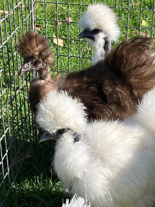 Naakthals Zijdehoen of Showgirl hennen, Dieren en Toebehoren, Pluimvee, Kip, Vrouwelijk