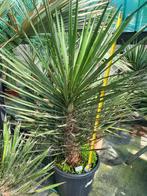 Yucca filifera, 115cm planthoogte, Tuin en Terras, Ophalen of Verzenden