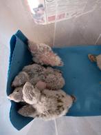 Tamme Baby Pyrruhas, 4 weken oud, Dieren en Toebehoren, Vogels | Parkieten en Papegaaien, Geslacht onbekend, Parkiet, Geringd