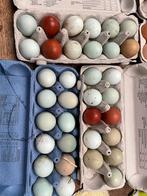 Des œufs frais, de la nature à l'état pur, Animaux & Accessoires, Volatiles