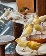 Jonge kanaries, Dieren en Toebehoren, Meerdere dieren, Zangkanarie