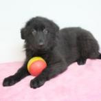 Duitse Herder - Belgische pups te koop, CDV (hondenziekte), Meerdere, 8 tot 15 weken, Meerdere dieren