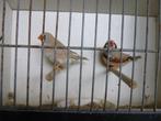 super mooi zebravinken, Animaux & Accessoires, Oiseaux | Oiseaux Autre, Plusieurs animaux, Oiseau tropical, Bagué