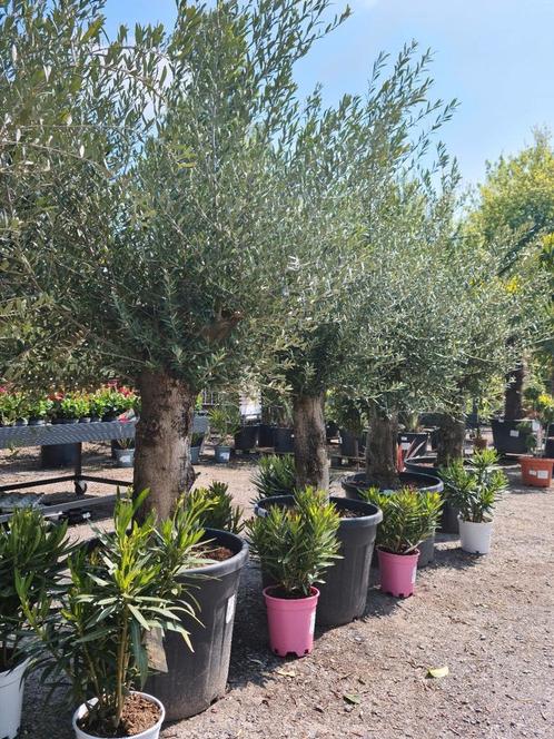 Olijfboom Olea Europaea, Tuin en Terras, Planten | Bomen, Olijfboom, Ophalen
