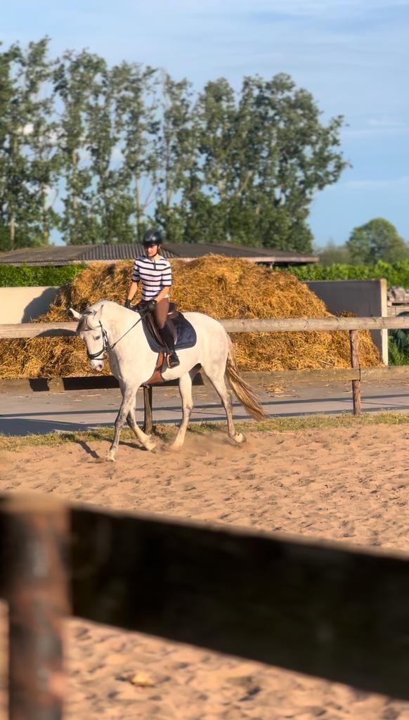 9-jarige merrie te koop, Dieren en Toebehoren, Paarden, Merrie, M, Minder dan 160 cm, 7 tot 10 jaar, Springpaard