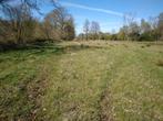 Weide voor paarden, Tessenderlo