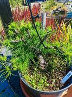 bonsai startplant pinus, Tuin en Terras, Ophalen