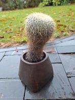 Cactus Mammillaria, Tuin en Terras, Planten | Tuinplanten, Ophalen of Verzenden