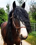 Super lieve tinkermerrie (sprookjespaard)