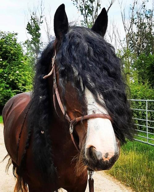 Super lieve tinkermerrie (sprookjespaard), Dieren en Toebehoren, Paarden