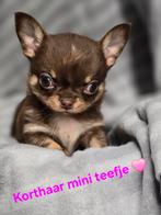 Prachtige lang en kortharige choco pups, Dieren en Toebehoren, Honden | Chihuahua's en Gezelschapshonden, België, Fokker | Hobbymatig