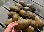 Vijvermossel zoetwatermossel vijverfilter vijvermosselen, Tuin en Terras, Ophalen