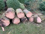 Kastanje hout 3stammen, Tuin en Terras, Ophalen, Stammen