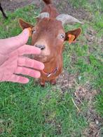 Lieve  dwerggeit ., Dieren en Toebehoren, Geit