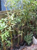 Saule à écorce verte ou jaune, Ophalen, Overige soorten, Struik, 250 cm of meer