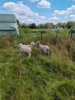 Schapen bok te ruil, Dieren en Toebehoren, Schapen, Geiten en Varkens