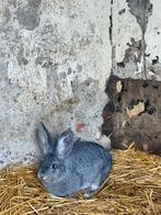 Duitse reuzen, Dieren en Toebehoren