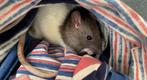 Tamme rat, Dieren en Toebehoren, Knaagdieren, Rat