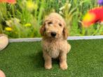 Chiots Goldendoodle, Parvovirose, Plusieurs, Belgique, Plusieurs animaux